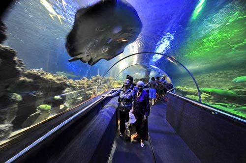 Du khách có thể tham quan các loài sinh vật dưới thủy cung